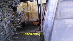 Pensionato violenta la gallina della vicina: denunciato