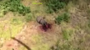 Bracconieri lo mutilano, ma Rinoceronte sopravvive