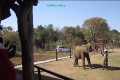 Zimbabwe, elefanti venduti alla Cina