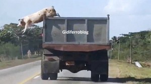 Cuba, maiale salta giù da un camion