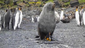 Leone marino abusa di un pinguino