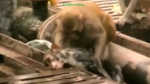 India, scimmia salva un suo simile