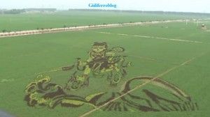Cina, murales in 3D nei campi di riso