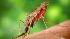 Scozia, all'Università di Dundee scoperto farmaco anti-malaria