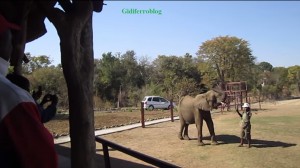 Zimbabwe, elefanti venduti alla Cina